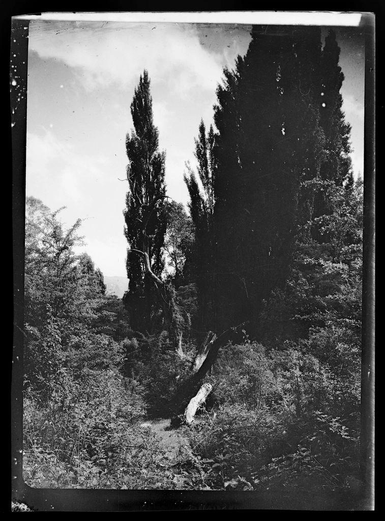 The forest around the property